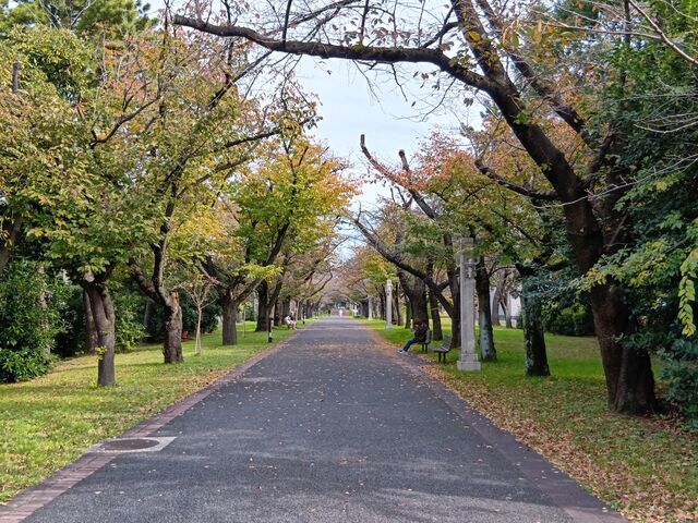 桜並木_辰巳の森海浜公園