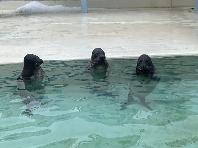 みんな立ってる!?_おたる水族館