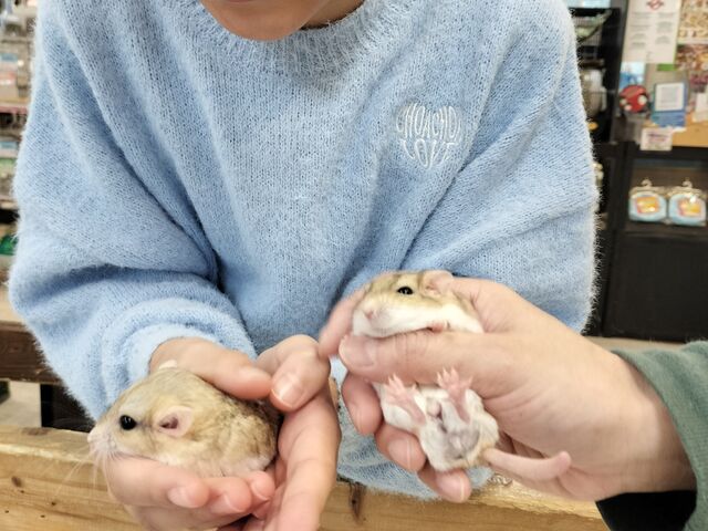 運命の出会い_小動物カフェ ロックスター なんばパークス前店
