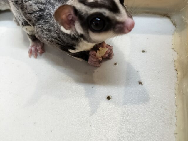 鳴き声がかわいかった_小動物カフェ ロックスター なんばパークス前店