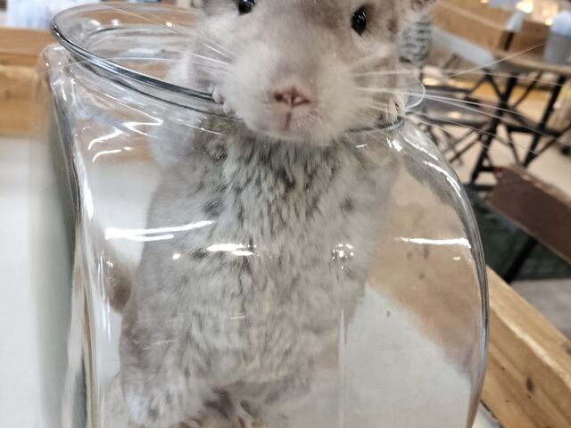ふわふわ_小動物カフェ ロックスター なんばパークス前店