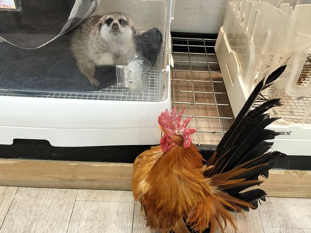 ニワトリも触れます_小動物カフェ ロックスター なんばパークス前店