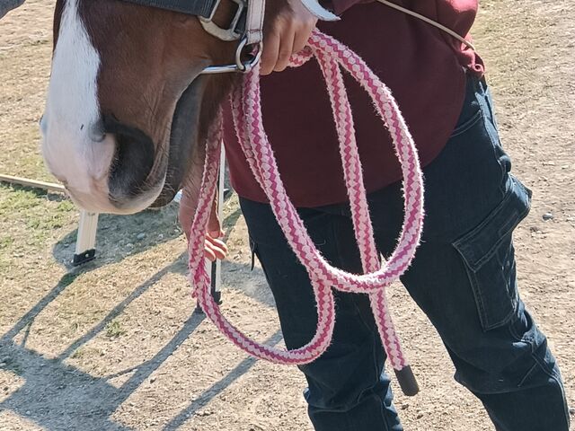癒やしの瞬間_淡路じゃのひれ乗馬クラブ