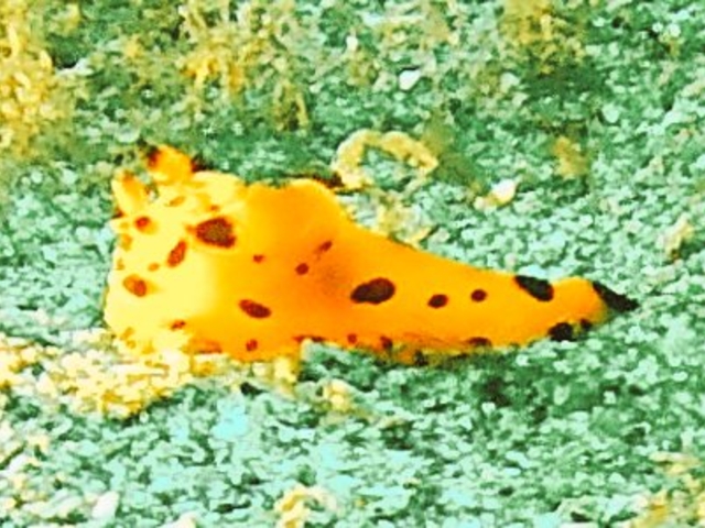 海の中で撮影させていただきましたカンナツノザヤウミウシ_マリンハウス レイアロハ