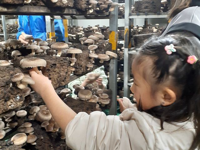背が低くても安心です。_アライ*キノコ