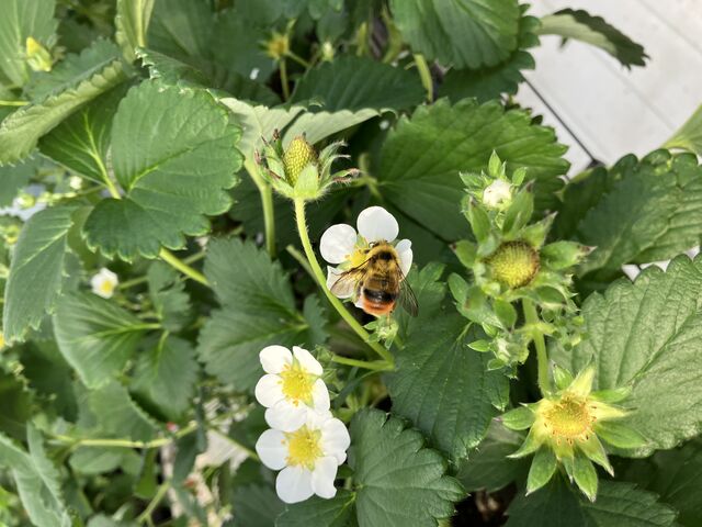 蜂も可愛い_山銀ぶどういちご園