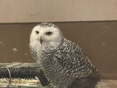 しゃちょうさんのアクアフォレスト -水の森-への投稿写真1