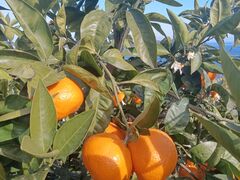 ゆーさんのマルフクガーデンへの投稿写真1