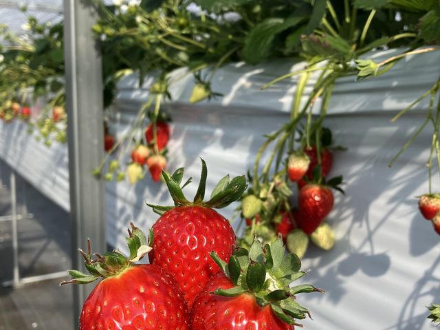 苺が大きい!品種も豊富で食べ比べが楽しめます。
大きい完熟いちごは最高です!_あずまるふぁーむ