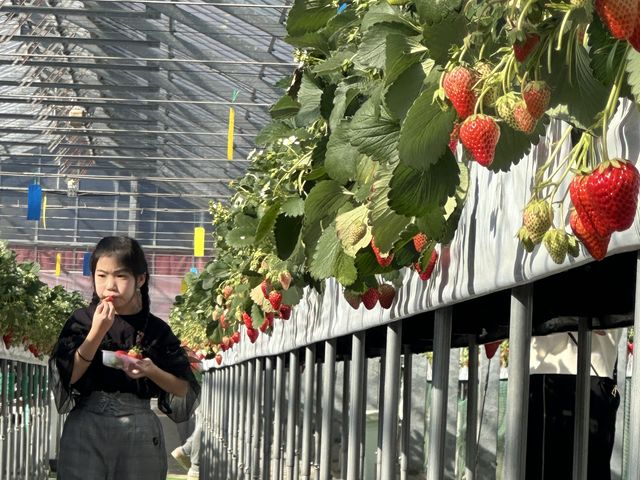 甘いよー。_いちご園大樹