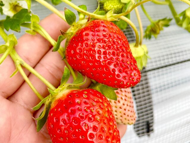 大きないちごがたくさんありました!_ogawa GRAND lodge FARM