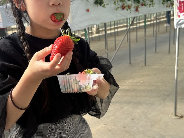 大っきい!_いちご園大樹
