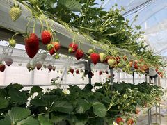 さきさんのみまきいちご園への投稿写真1