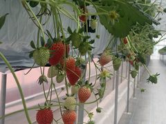 タナストベースの写真1