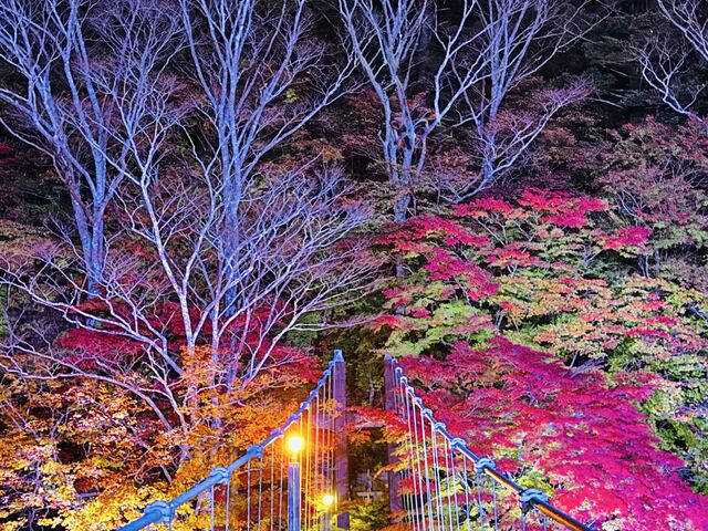 紅の吊橋
紅葉とライトアップ_紅の吊橋