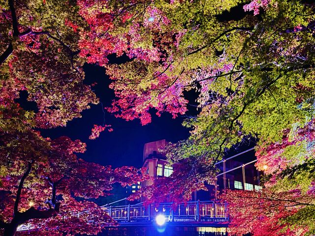 紅の吊橋
紅葉とライトアップ_紅の吊橋