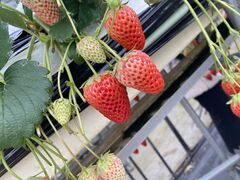 おかしもとさんの樋の口園への投稿写真1