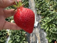 ひのぴょんさんのうるう農園への投稿写真1