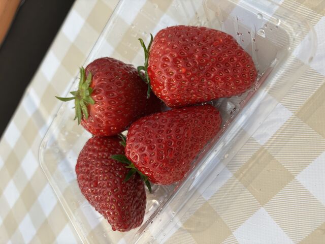 大粒うずしおベリー みずみずしくて美味しかった!_いちご農園 きらり