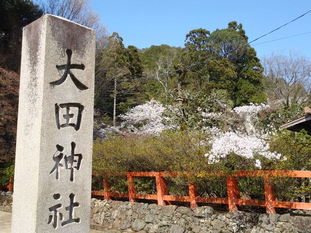 桜もきれいです。_大田神社