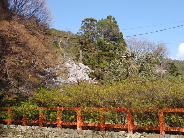 垣根越しに見えます。_大田神社