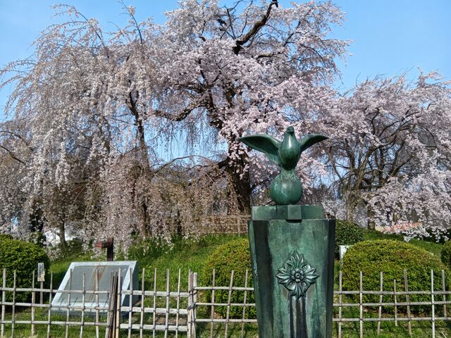 なおなおさんの円山公園の桜の投稿写真5