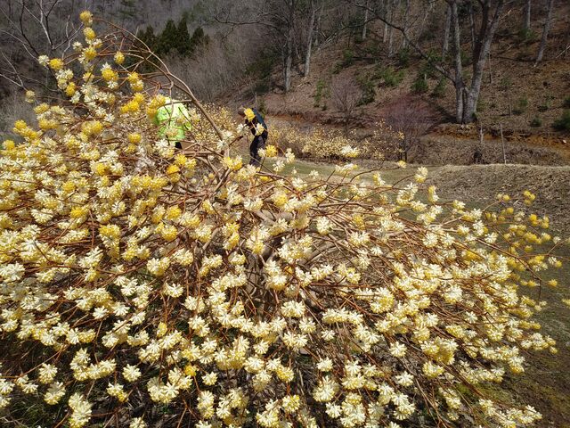 黄色いかわいいミツマタの花_ミツマタ(市志ミツマタの群生地)