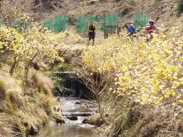 小川沿いにもたくさん。_ミツマタ(市志ミツマタの群生地)