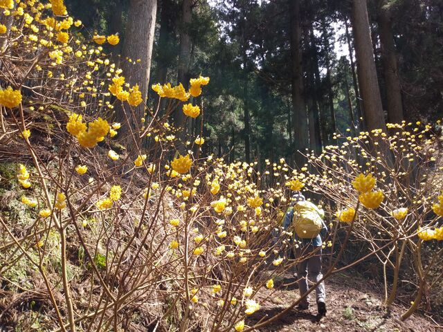 人の背丈より大きく、アーチ状になっているところも。_ミツマタ(市志ミツマタの群生地)