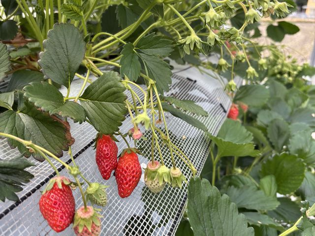 いちご食べ頃でした!_オクタファーム