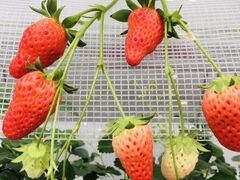 えなさんのみまきいちご園への投稿写真1