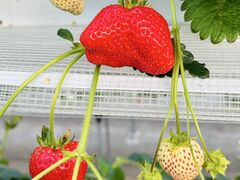 みまきいちご園の写真2