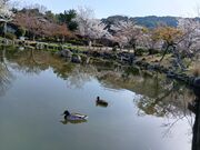 なおなおさんの円山公園の桜の投稿写真2