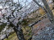 なおなおさんの円山公園の桜の投稿写真3