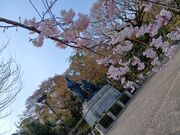 なおなおさんの円山公園の桜の投稿写真4