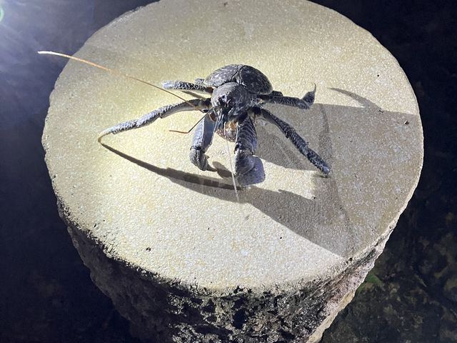 ヤシガニです_Nami宮古島