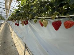 みーさんのお陽様農園への投稿写真2