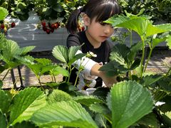 奥いちご農園の写真1