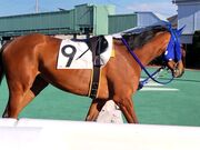 もやしおとこさんの浦和競馬場の投稿写真1