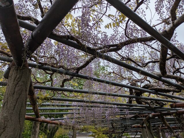 藤棚A_相馬神社の藤棚