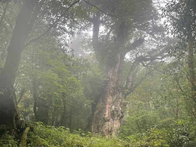 ついに現れた縄文杉_Yamakara屋久島
