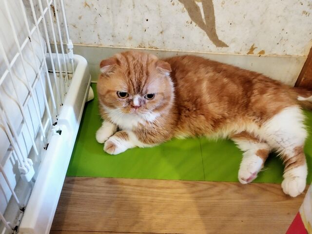 猫ちゃん_花の木シェルター
