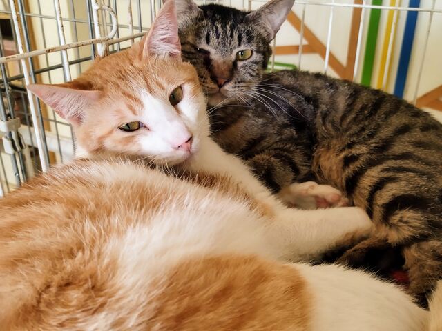 猫ちゃん_花の木シェルター