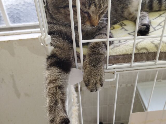 猫ちゃん_花の木シェルター