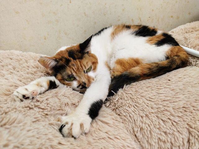 猫ちゃん_花の木シェルター