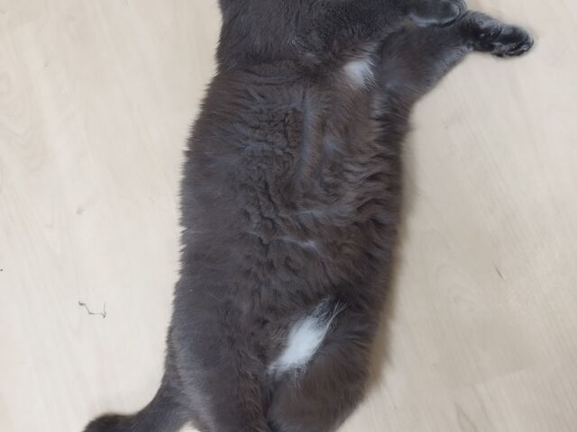 猫ちゃん_花の木シェルター