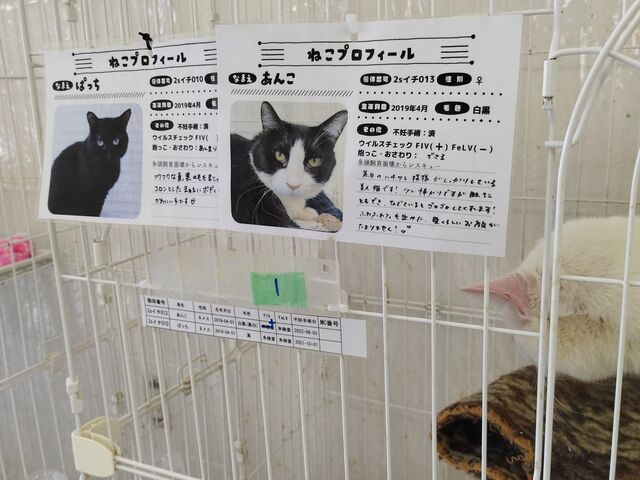 猫ちゃん_花の木シェルター