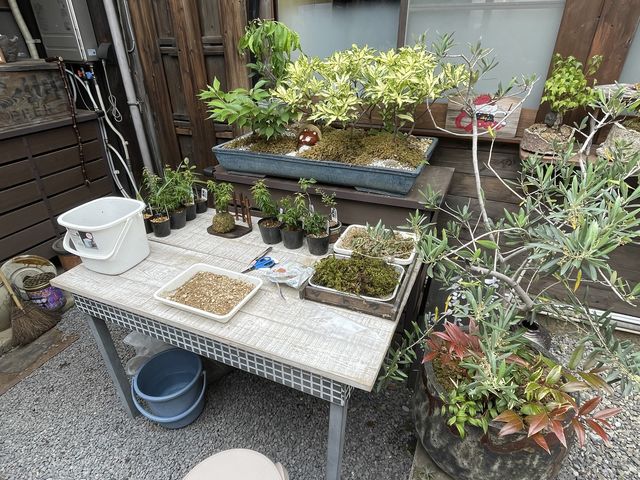 苔玉体験 めっちゃ楽しいです。
教えてくれるお兄さんが素敵で大満足(≧∀≦)_藝術喫茶 清水温泉