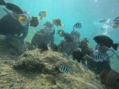 ふた葉さんの沖縄ダイビングと青の洞窟のSeaMoleへの投稿写真1