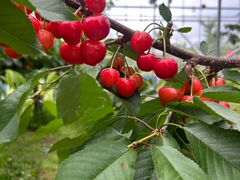 まなさんのきよし∞のうえんへの投稿写真1